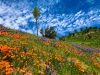 Poppies and lupine
