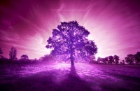 purple