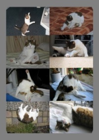 Kitty Yoga lessons...😊😊😊