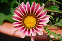 A virtual gift for earth angels like Josie (josiescorner).