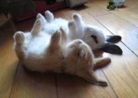 Sleeping Bunnies