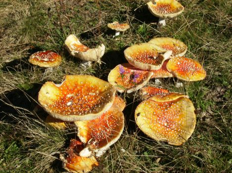 mushrooms