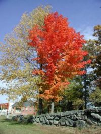 Redtree