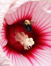 Carpenter Bee and Hibiscus