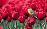Bird on Tulips