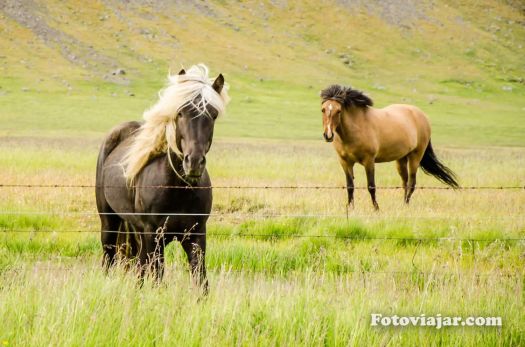 horses fiordes-ocidentais-islandia