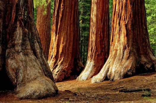 Solve Sequoia National Park jigsaw puzzle online with 35 pieces