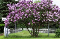 Lilac Tree