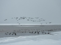 Geese on January 8, 2024, on Lake Superior