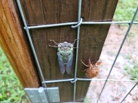 Newly emerged cicada - the next morning