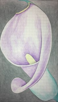 calla lily drawing 2