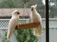 yellow crested cockatoos