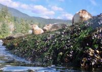 Harbour seals near Horeshoe Bay British Columbia Canada