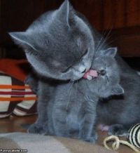 MOMMY AND BABY KITTY KISSES...