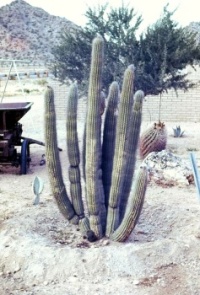 Small organ pipe cactus (0818)