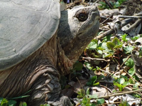 Solve GIANT SNAPPING TURTLE jigsaw puzzle online with 99 pieces