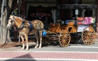 Pony Carriage