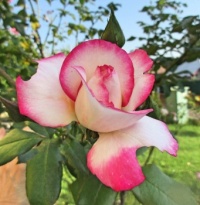Rose, Růže