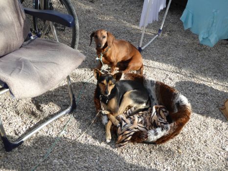 Spain: Brak and Bambi on a campingsite