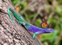 Nature's Colourful Creatures