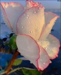 ~Beautiful Rose~