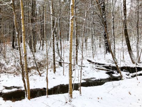woods_snow_winter_land