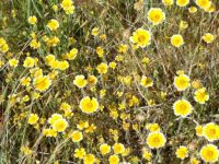 Tidy Tips Wildflowers