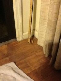 hidden rawhide