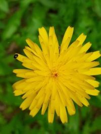 Blume