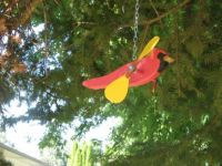 Cardinal whirligig under fir tree