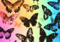 Rainbow Butterflies