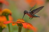 Humming Bird  🪽
