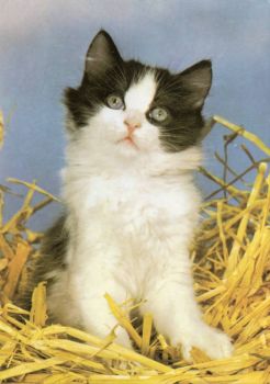 Kitten (small)