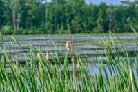 In The Cattails