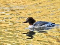 Gooseander