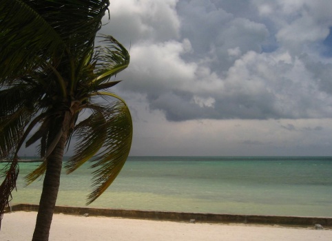 Solve Tropical textures jigsaw puzzle online with 150 pieces