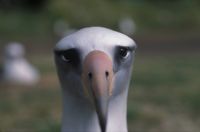 Creepy Albatross