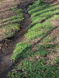 Seasonal stream
