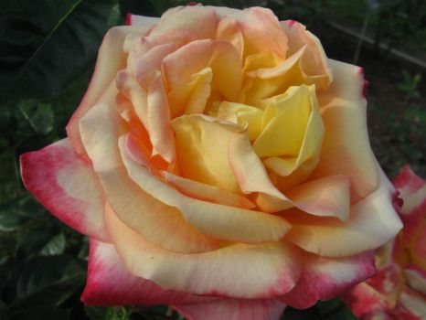 Vrtnica v Volčjem Potoku - A rose at Volčji Potok