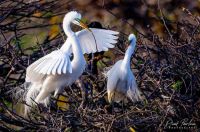 White Egret