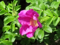 Beach Rose