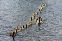 Canada Geese