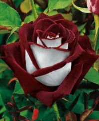 Gorgeous Rose
