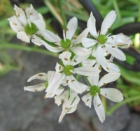 Bruidsuitjes - Allium neapolitanum ...open