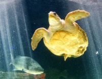 Birch Aquarium- Loggerhead Sea Turtle with Injured Legs