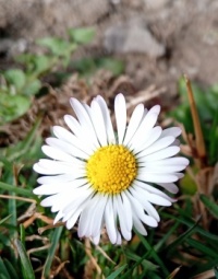 Sedmikráska