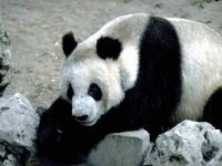 panda zoo vienna