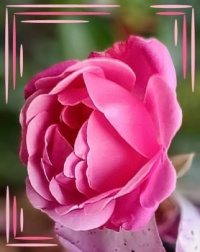🌿🌹 Joy of roses 🌹🌿