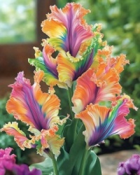 Parrot tulips