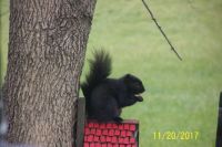 Black Squirrel